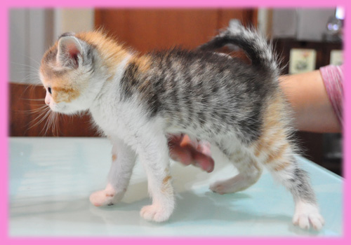 スコティッシュフォールド キャリコ メス 子犬販売の専門店 AngelWan 横浜