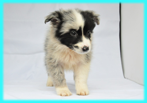 ボーダーコリー ブルーマール オス 子犬販売の専門店 AngelWan 横浜