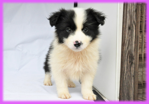 ボーダーコリー ブラック&ホワイト メス 子犬販売の専門店 AngelWan 横浜