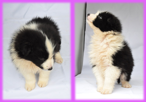 ボーダーコリー ブラック&ホワイト メス 子犬販売の専門店 AngelWan 横浜