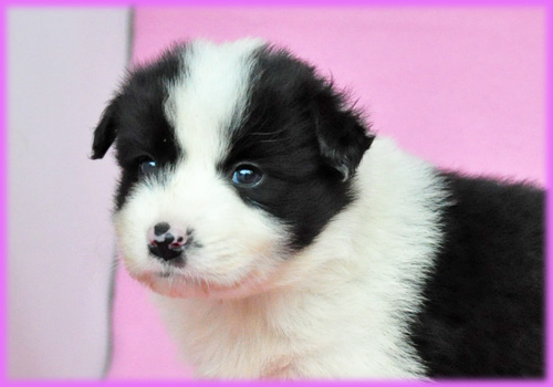 ボーダーコリー ブラック&ホワイト メス 子犬販売の専門店 AngelWan 横浜