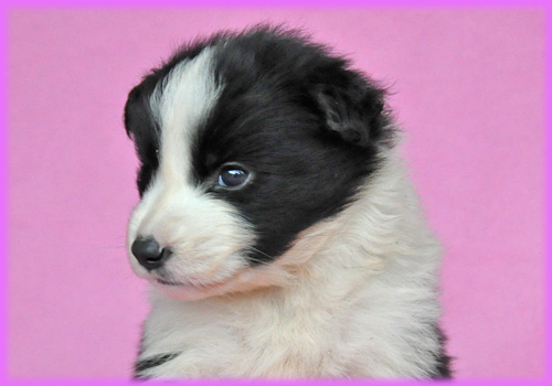 ボーダーコリー ブラック&ホワイト メス 子犬販売の専門店 AngelWan 横浜