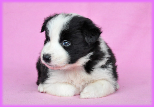ボーダーコリー　ブラック＆ホワイト　メス　子犬販売の専門店　AngelWan　横浜