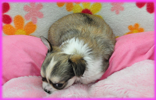 チワワ フォーン&ホワイト メス 子犬販売の専門店 AngelWan 横浜