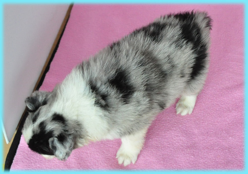 ボーダーコリー ブルーマール オス 子犬販売の専門店 AngelWan 横浜