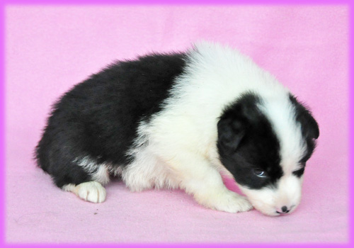 ボーダーコリー ブラック&ホワイト メス 子犬販売の専門店 AngelWan 横浜