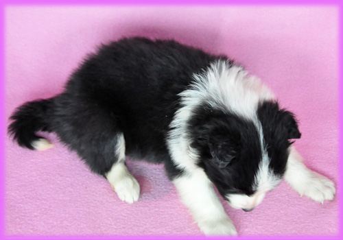 ボーダーコリー ブラック&ホワイト メス 子犬販売の専門店 AngelWan 横浜