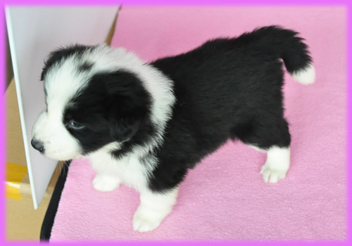 ボーダーコリー　ブラック＆ホワイト　メス　子犬販売の専門店　AngelWan　横浜