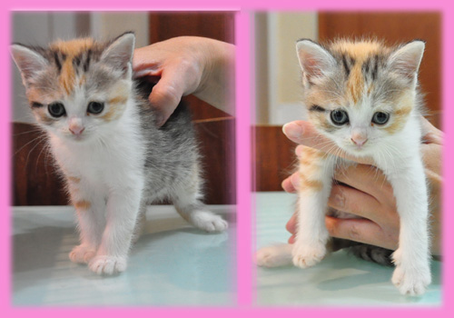 スコティッシュフォールド キャリコ メス 子犬販売の専門店 AngelWan 横浜