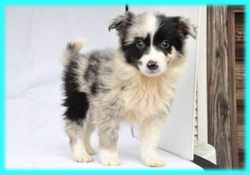 ボーダーコリー ブルーマール オス 子犬販売の専門店 AngelWan 横浜