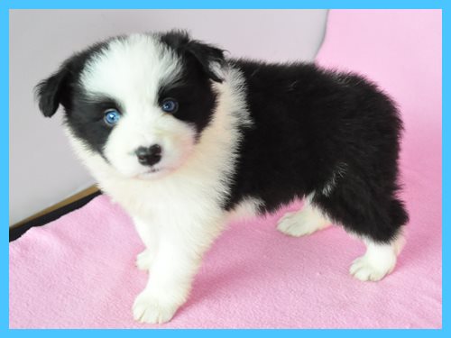 ボーダーコリー　ブリーダー子犬販売専門店　Angel wan 東京　神奈川　千葉