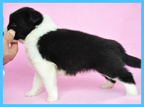 ボーダーコリー　ブリーダー子犬販売専門店　Angel wan 東京　神奈川　千葉