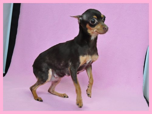 ミックス　ブリーダー子犬販売専門店　Angel wan 東京　神奈川　千葉