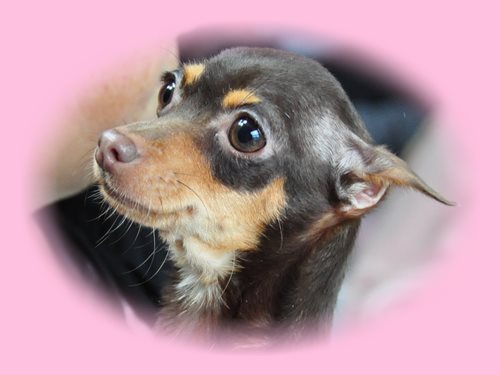 ミックス　ブリーダー子犬販売専門店　Angel wan 東京　神奈川　千葉