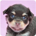 ミックス　ブリーダー子犬販売専門店　Angel wan 横浜