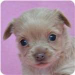 ミックス　ブリーダー子犬販売専門店　Angel wan 横浜