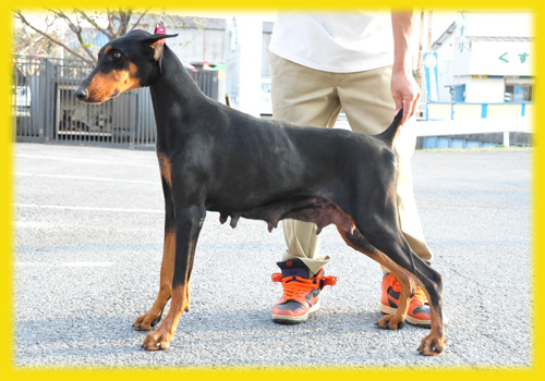 ドーベルマン　母犬　子犬販売の専門店　AngelWan　横浜　
