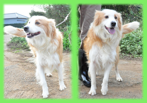 ボーダーコリー　母犬　子犬販売の専門店　AngelWan　横浜