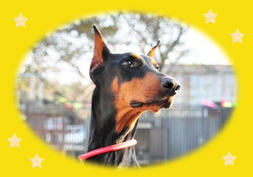 ドーベルマン　母犬　子犬販売の専門店　AngelWan　横浜