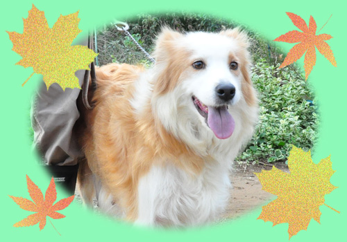 ボーダーコリー　ブラック＆ホワイト　メス　子犬販売の専門店　AngelWan　横浜