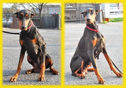 ドーベルマン　母犬　子犬販売の専門店　AngelWan　横浜