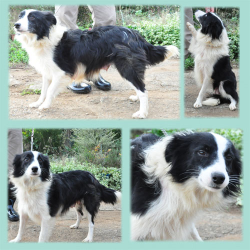 ボーダーコリー ブリーダー子犬販売専門店 Angel Wan 東京 神奈川 千葉