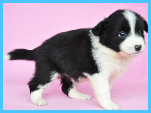 ボーダーコリー　ブリーダー子犬販売専門店　Angel wan 東京　神奈川　千葉