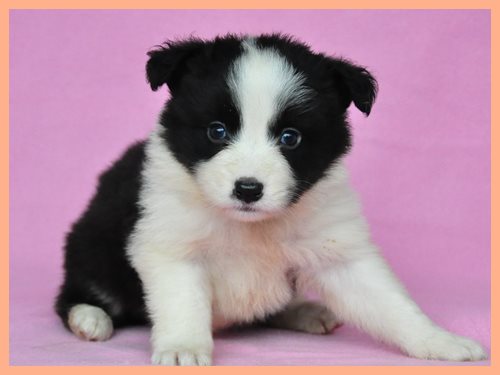 ボーダーコリー ブリーダー子犬販売専門店 Angel wan 東京 神奈川 千葉