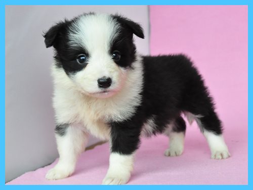 ボーダーコリー ブリーダー子犬販売専門店 Angel wan 東京 神奈川 千葉