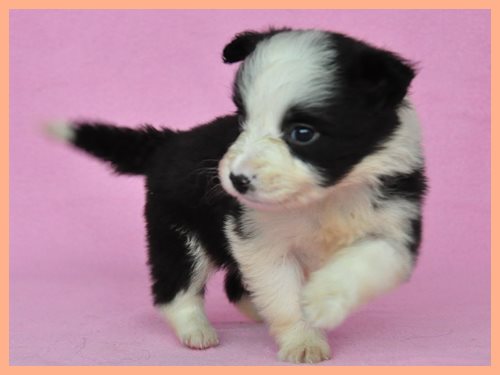 ボーダーコリー ブリーダー子犬販売専門店 Angel wan 東京 神奈川 千葉