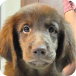 フラットコーテッドレトリバー　レバー　オス　子犬販売の専門店　AngelWan　横浜