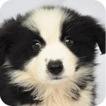 ボーダーコリー　ブラック＆ホワイト　メス　子犬販売の専門店　AngelWan　横浜