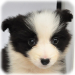 ボーダーコリー ブリーダー子犬販売専門店 Angel Wan 横浜