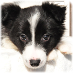 ボーダーコリー　ブリーダー子犬販売専門店　Angel Wan　横浜