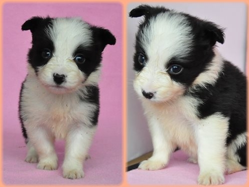 ボーダーコリー ブリーダー子犬販売専門店 Angel wan 東京 神奈川 千葉