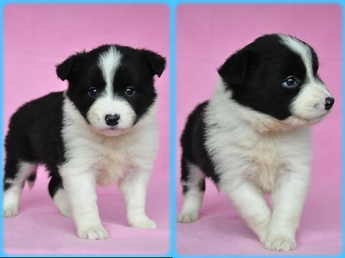 ボーダーコリー　ブリーダー子犬販売専門店　Angel wan 東京　神奈川　千葉