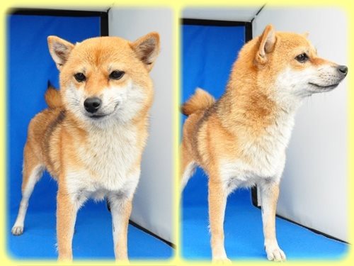 豆柴　ブリーダー子犬販売専門店　Angel wan 東京　神奈川　千葉