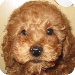 トイプードル　レッド　オス　子犬販売の専門店　AngelWan　横浜　神奈川県