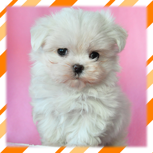 マルチーズ　ブリーダー子犬販売専門店　Angel Wan 東京　神奈川　千葉