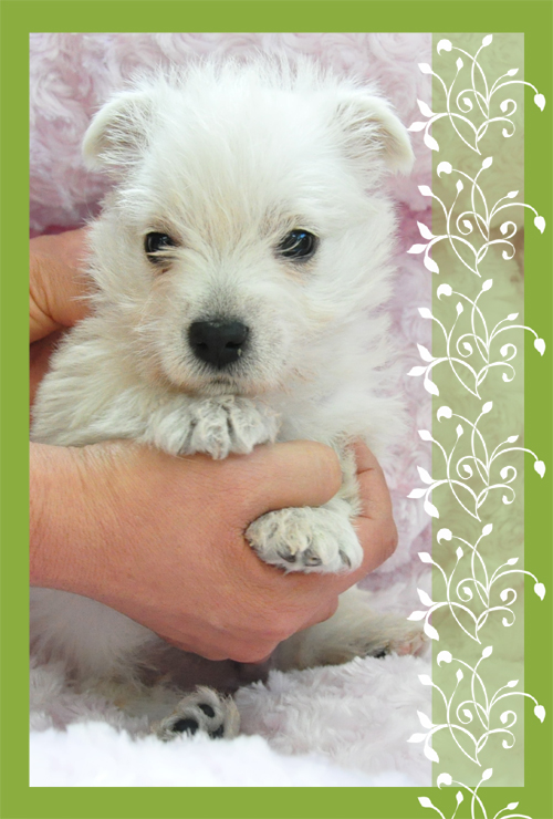 ウエストハイランドホワイトテリア ブリーダー子犬販売専門店 Angel Wan 東京 神奈川 千葉