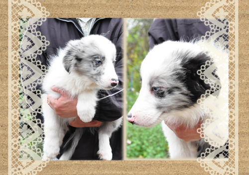 ボーダーコリー　ブリーダー子犬販売専門店　Angel Wan 東京　神奈川　千葉