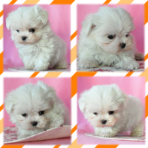 マルチーズ　ブリーダー子犬販売専門店　Angel Wan 東京　神奈川　千葉