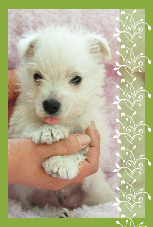 ウエストハイランドホワイトテリア ブリーダー子犬販売専門店 Angel Wan 東京 神奈川 千葉