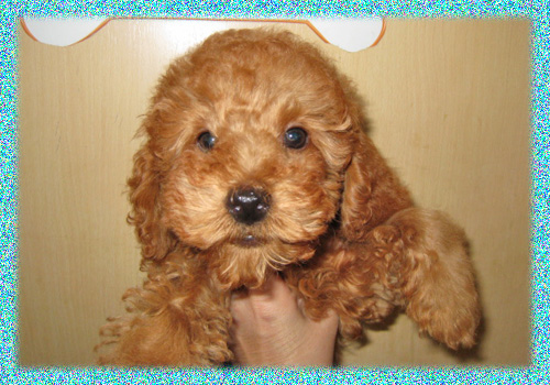 トイプードル　レッド　オス　子犬販売の専門店　AngelWan　横浜　神奈川県