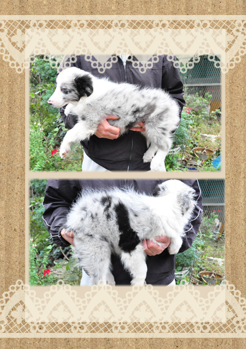 ボーダーコリー　ブリーダー子犬販売専門店　Angel Wan 東京　神奈川　千葉