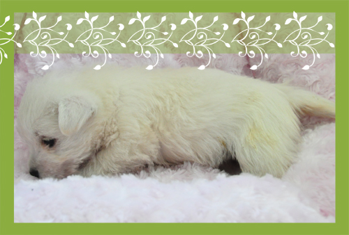 ウエストハイランドホワイトテリア ブリーダー子犬販売専門店 Angel Wan 東京 神奈川 千葉