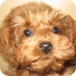 トイプードル レッド メス 子犬販売の専門店 AngelWan 横浜 神奈川県