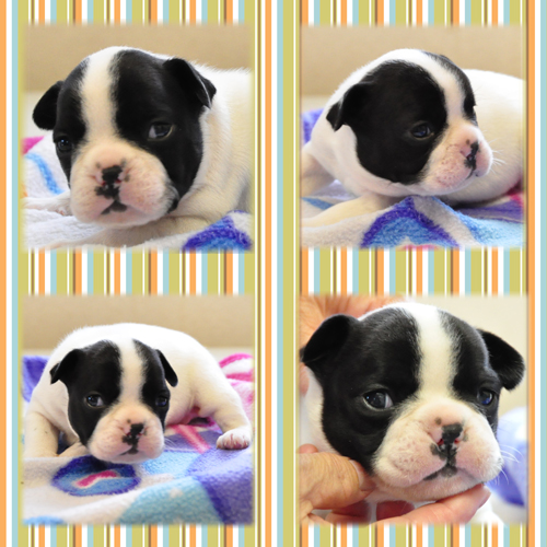 フレンチブルドッグ　ブリーダー子犬販売専門店　Angel Wan 東京　神奈川　千葉