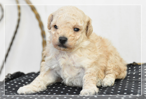 トイプードル　ブリーダー子犬販売専門店　Angel Wan 東京　神奈川　千葉