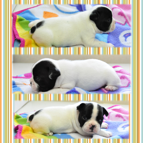 フレンチブルドッグ